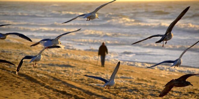 Birdwatching Beach Birds