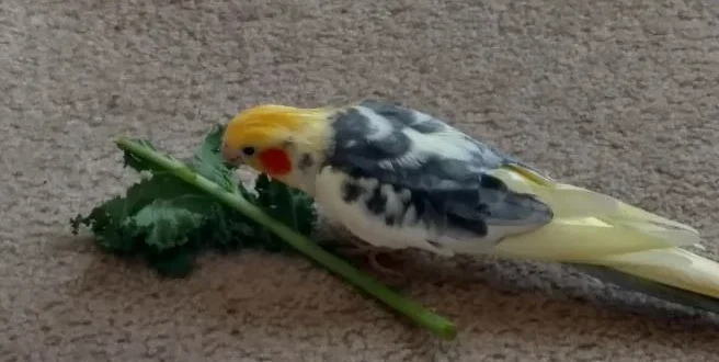 Can Parrots Eat Kale