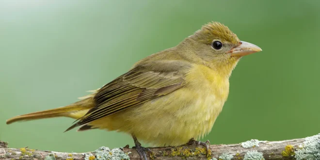 Female Summer Tanager