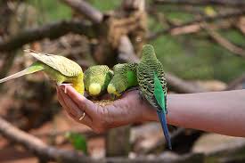 Can Parakeets Eat Wild Bird Food?