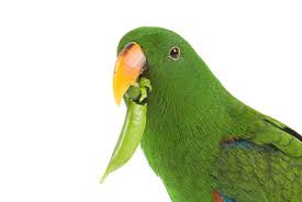 Can Parrots Eat Peas?