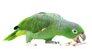 Can Parrots Eat Sesame Seeds