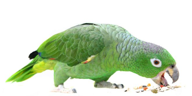 Can Parrots Eat Sesame Seeds