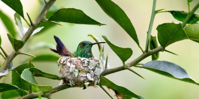 Hummingbird Nests