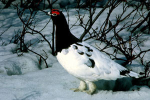 Alaska State Bird