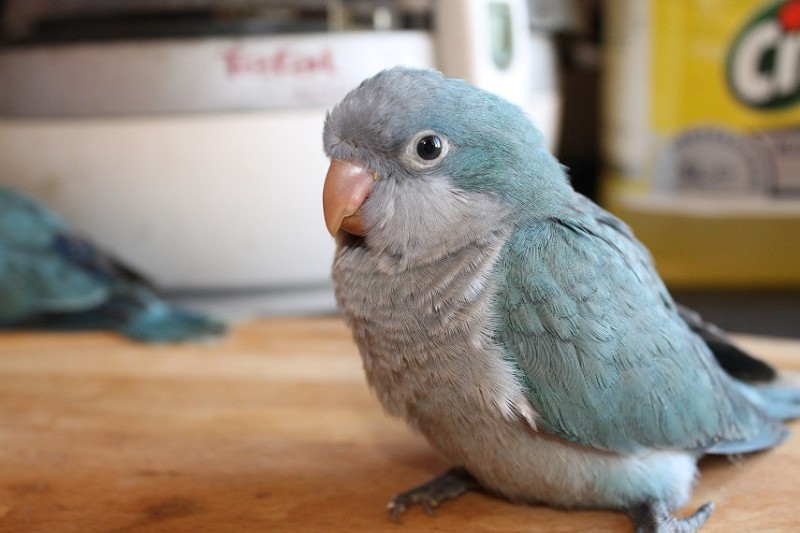 baby blue quaker parrot