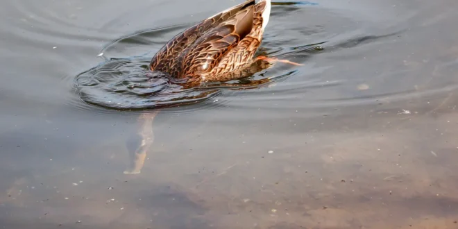 How Long Can Ducks Stay Underwater